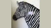 Zebra Computers